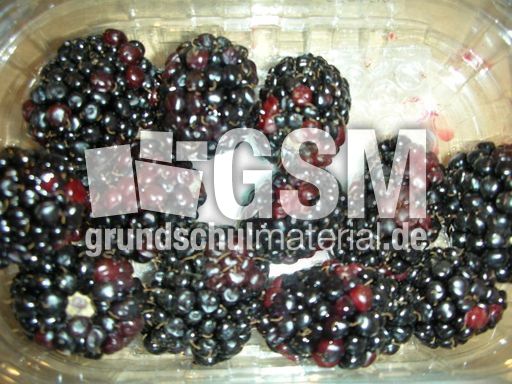 Brombeeren.JPG